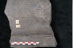 Foto (Detailansicht) von Sigillaria sp.  (NHMW-GEO-2024-0188-11101)